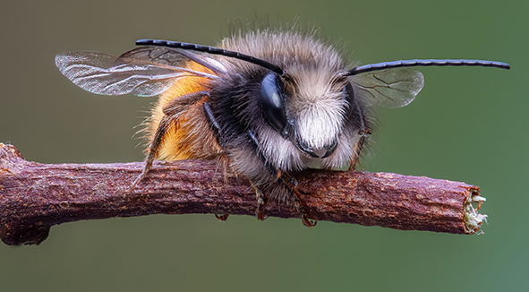 Abeille sauvage_site_1.jpg