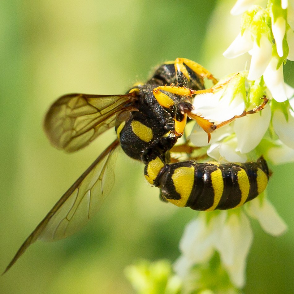 Cerceris_arenaria_1.jpg