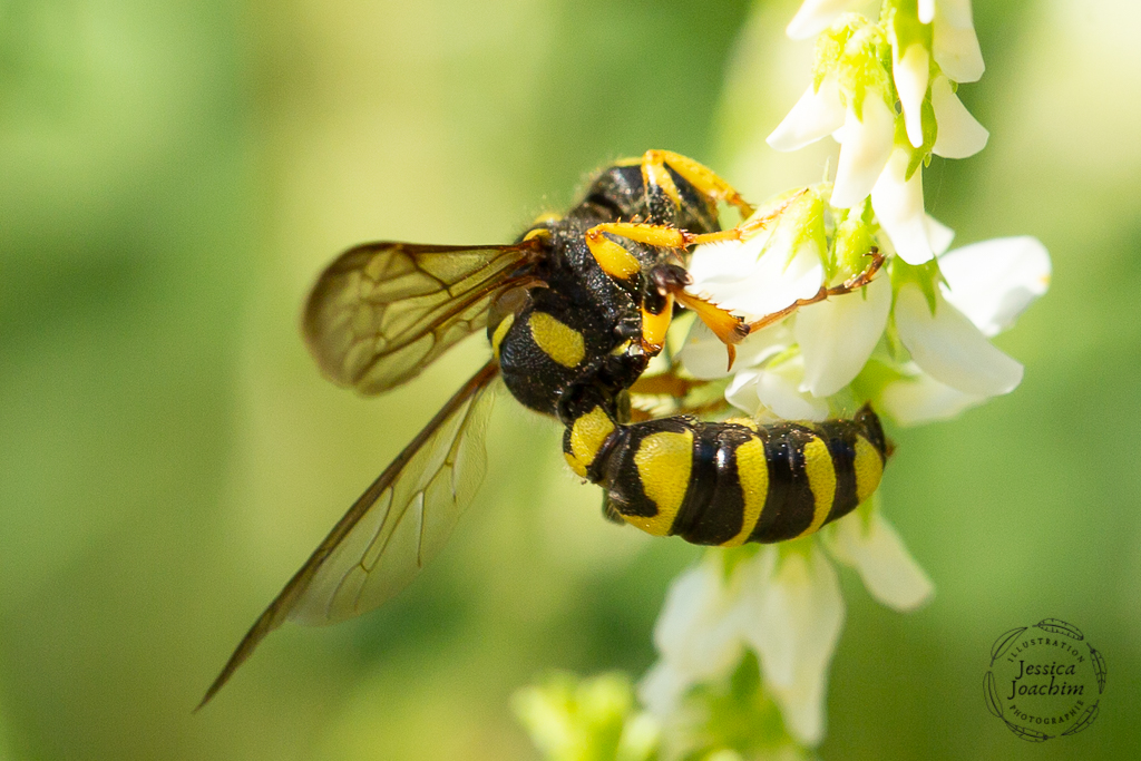 Cerceris_arenaria_1.jpg