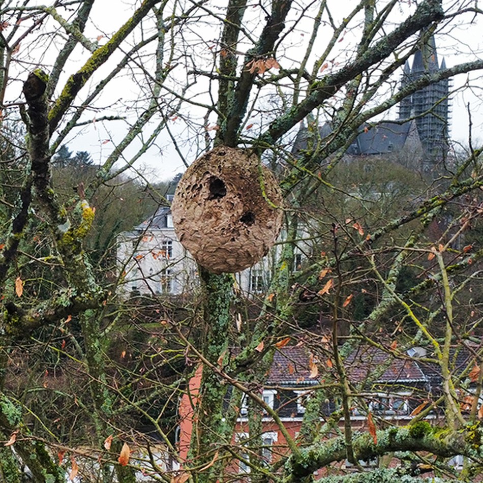 Nid de frelon asiatique WB_2024_site.jpg