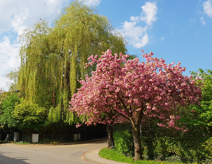 Photo_Arbre_2.jpg Photo_Arbre_2.jpg