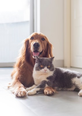 Premies voor katten en honden