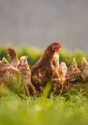 Vogelgriep: gezondheidsaanbevelingen